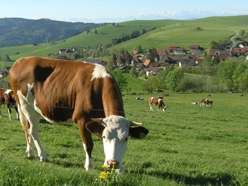 Wiese mit Kühe, Gersbach